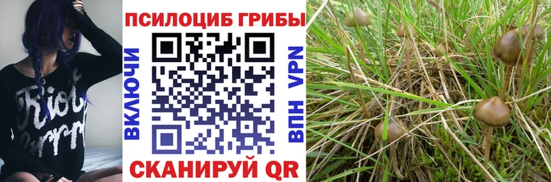Галлюциногенные грибы Cubensis  Тара 